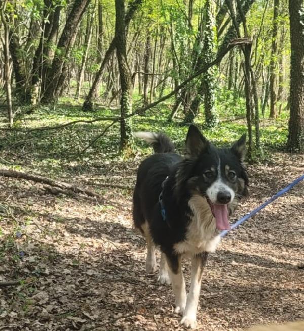 Mila - Splendida Border Collie da amare Foto 3